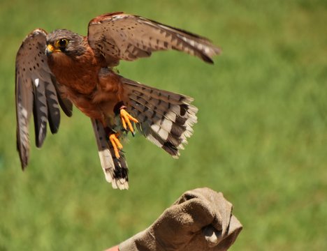 Little rock kestrel Falcon taking off