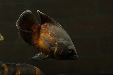 Oscar Fish