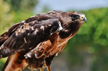 Close up of large black Sparrow hawk
