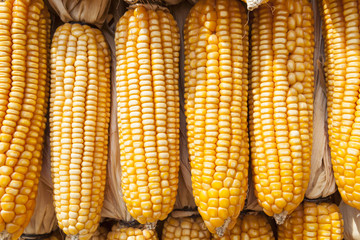 Yellow dried corn bundle together texture