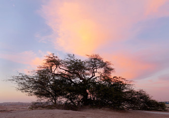 Fototapeta na wymiar Beautiful ancient tree of life and clouds, HDR