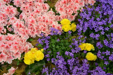 Obraz premium Buntes Muster im Blumenbeet - Azaleen und Glockenblumen mit Begonien