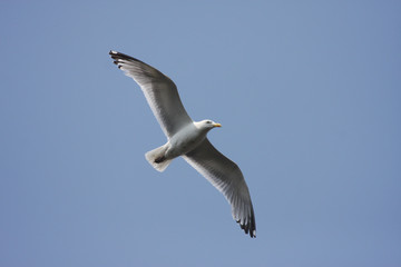 Herring Gull flying