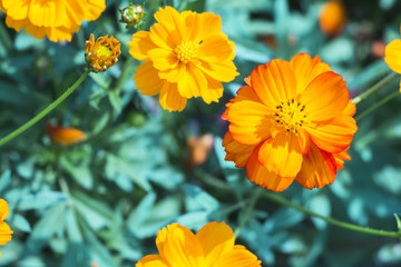 Orange cosmos with blurred background