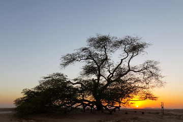 Fototapeta na wymiar Tree of life during sunset, HDR