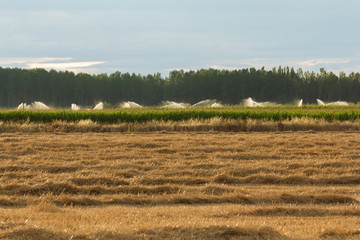 Riego por Aspersion en Maizales  - Riego por aspersion en campos de maiz, en verano y al atardecer....