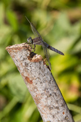 Insecto Libelula de perfil posada en un pal