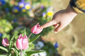 チューリップに触る子供