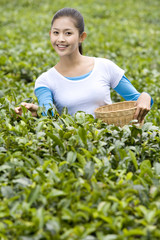 Young Woman Picking Tea
