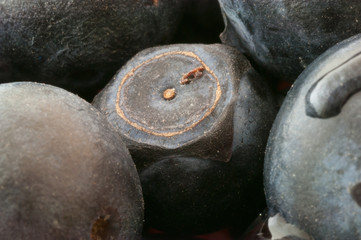 details of blueberry