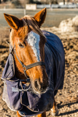 Horse Head With Halter During Sunny Winter Day