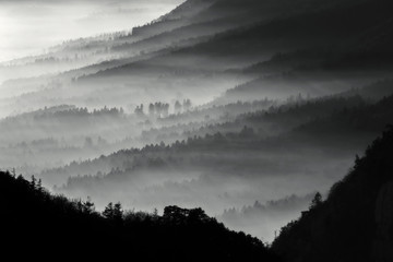 Mglisty las - Oszałamiający obraz, pokazujący wiele warstw lasu sosnowego w mglisty jesienny poranek. - 99452462