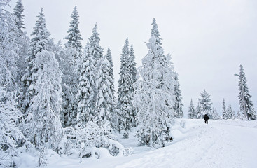 Fototapeta premium Man in the snow covered road in Ruka in Finland on the Arctic circle
