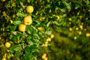 Apple tree with wonderful big yellow apples on meadow under blue sky / Apple tree close before...