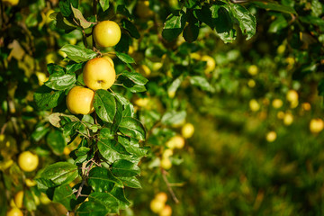 Apple tree with wonderful big yellow apples on meadow under blue sky / Apple tree close before harvest on field in germany