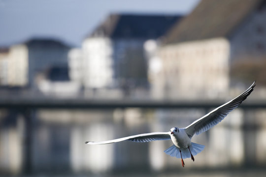 Bird flying in the city - A gull is flying over a river, in the background are some old manor houses.