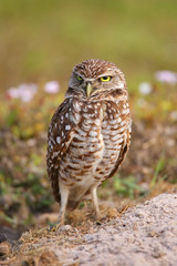 Burrowing Owl standing on the ground