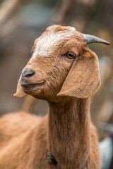 Ziege in weiß-braun