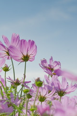 Pink Cosmos with blue sky