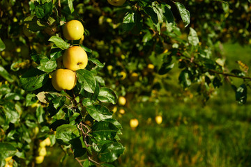 Apple tree with wonderful big yellow apples on meadow under blue sky / Apple tree close before harvest on field in germany