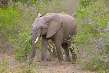 Fototapeta premium éléphant, savane