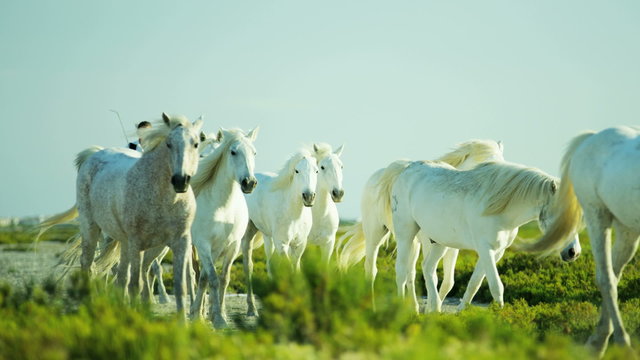 France Camargue animal horse cowboy grass wetland freedom