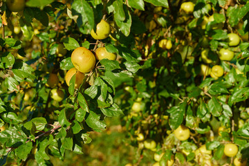 Apple tree with wonderful big yellow apples on meadow under blue sky / Apple tree close before harvest on field in germany