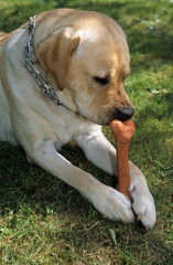 Chien, avec un os, race Labrador