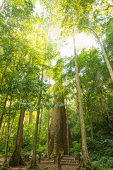 Biggest mersawa tree in Thailand forest