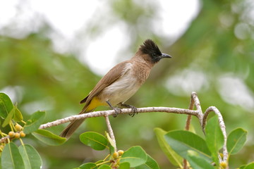 bulbul des jardins, passereau, Afrique