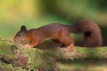 Red Squirrel (Sciurus Vulgaris)/Red Squirrel running along branch in forest