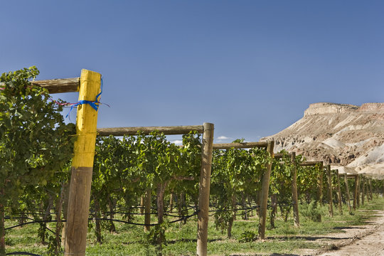 Vineyard at winery in Western Colorado
