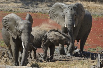 femelles éléphantes et éléphanteau, bain de boue et de poussière au point d'eau, South luangwa...