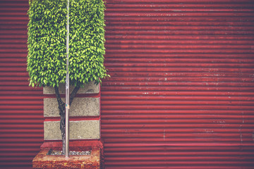 Zieleń na czerwono - fotografia uliczna w Penang przedstawiająca starą czerwoną żaluzję i drzewo o zielonym kwadracie. - 99454419