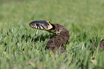 Grass Snake/Grass Snake coiled in vibrant green grass