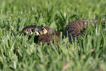 Grass Snake/Grass Snake coiled in vibrant green grass