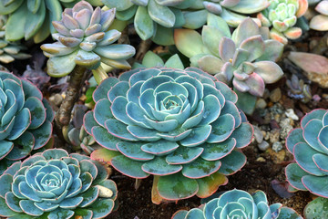 Close up of hen and chick or crassulaceae succulent flower