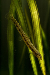 Spined loach swimming