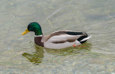 Mallard
