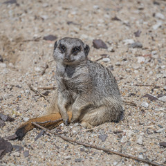 Portrait of playful and curious suricates in a small open resort