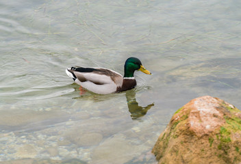 Mallard

