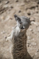 Portrait of playful and curious suricates in a small open resort