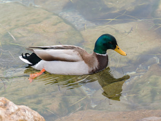 Mallard
