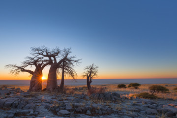Baobab Trees on Kubu Island at sunrise