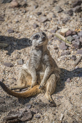 Portrait of playful and curious suricates in a small open resort