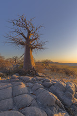 Early morning light on a baobab tree