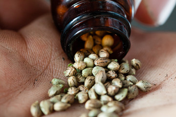 pouring marijuana seeds from a jar