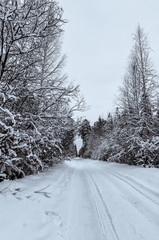 черно-белый зимний пейзаж в таежном лесу, Россия