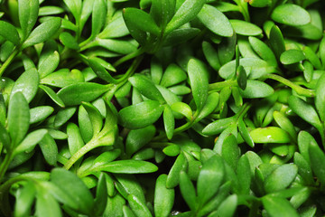 Fototapeta premium Green Leaf macro 