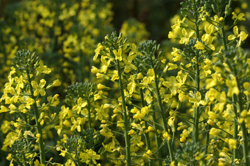 Chinese Flowering cabbage